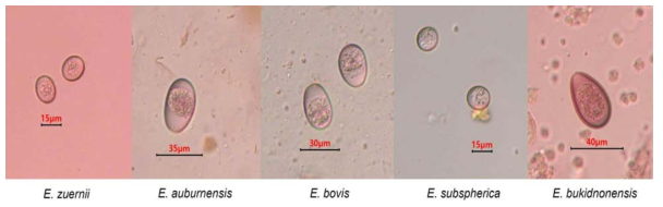 지역별로 검출된 Eimeria spp. 충란