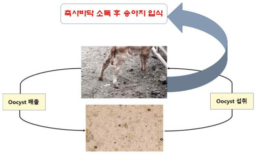 내부기생충 제거 모델 제시