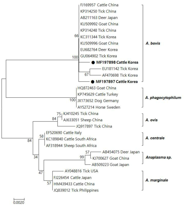 Farm B에서 검출된 A. bovis의 계통발생도