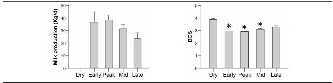일평균유량(milk production) 및 신체충실지수(BCS) 변화에 대한 유기 영향, *P <0.005 vs Dry