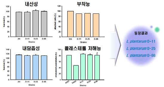 분리동정된 유산균주의 프로바이오틱 기능성 검토