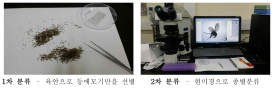 등에모기 선별 작업