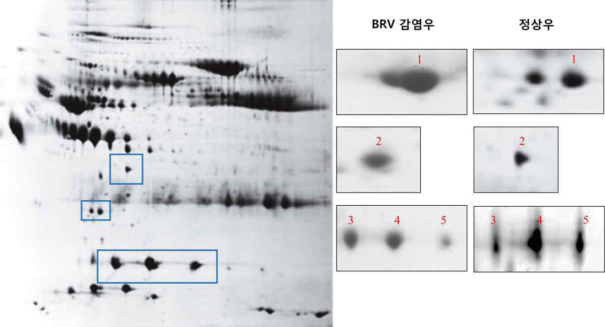 2-DE map 이미지 분석을 통한 BRV 그리고 정상우 그룹 간 차이를 보이는 spots