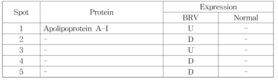 BRV 환축우 그리고 정상우 2-DE 이미지 분석을 통한 spots의 동정 및 발현량 비교 분석 (정상우와 비교 분석에 의한 발현량 비교, U, up; D, down)