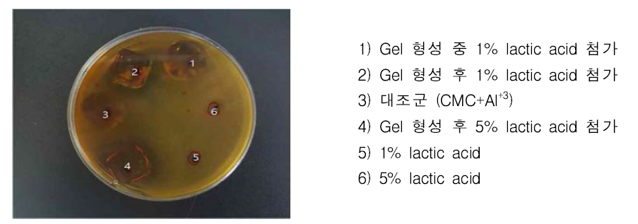 Lactic acid를 포함하는 CMC + Al+3 제조 하이드로겔의 항균 효과