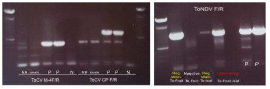 ToCV(좌) / ToNDV(우) 특이 프라이머를 이용한 PCR 밴드