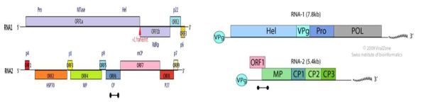 ToCV(좌) / ToNDV(우) 유전자 구조 및 특이 프라이머 위치