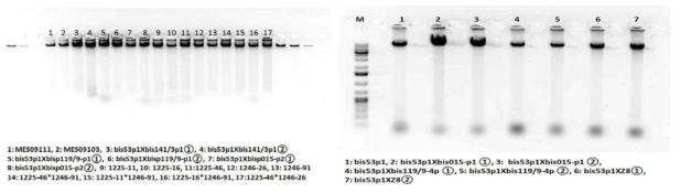 phenol/chloroform방법으로 추출한 DNA