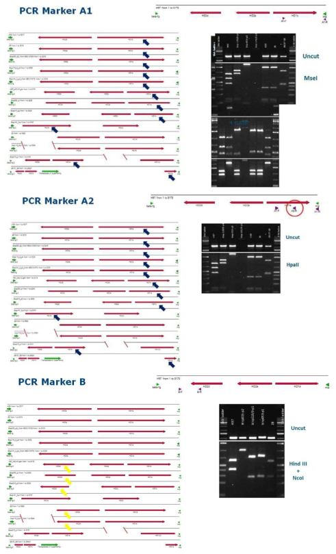 HD2d 유전자의 RFLP 마커 B 확인
