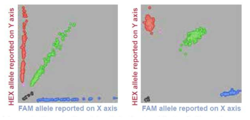 KASP의 결과 Genotyping data 분석(붉은색과 파란색은 homozygous, 녹색은 heterozygous 표기)