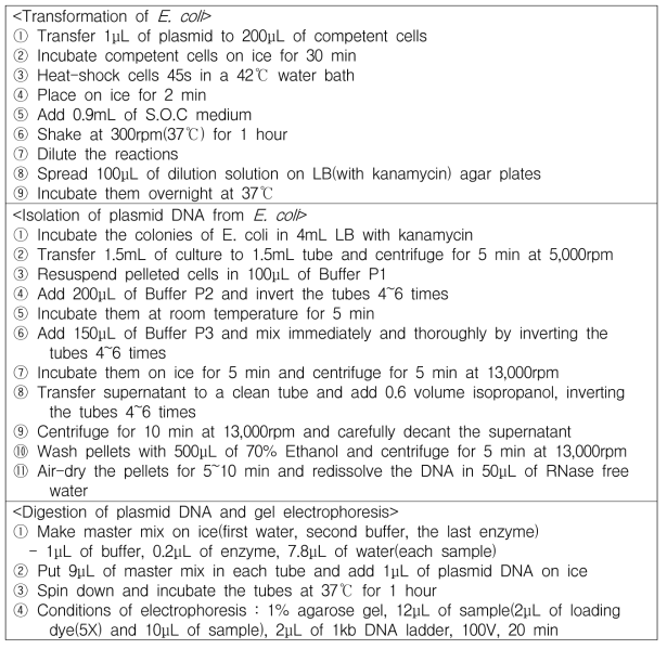 E. coli 형질전환 방법
