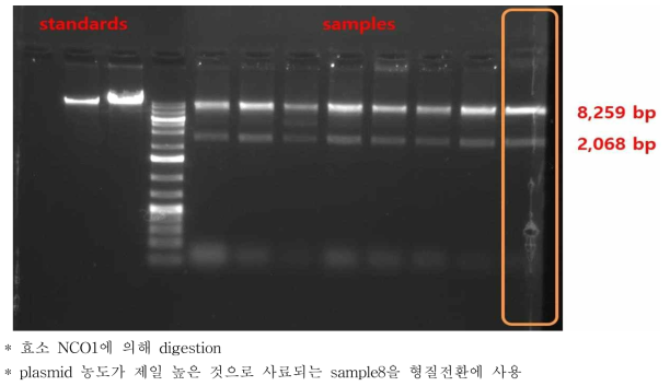 E. coli 샘플 8점의 plasmid DNA의 digestion 결과