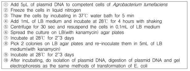 Agrobacterium tumefaciens 형질전환 방법