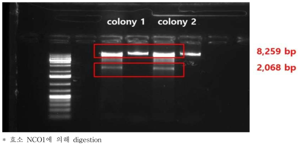 형질전환된 A. tumefaciens의 colony 2점의 plasmid DNA 전기영동