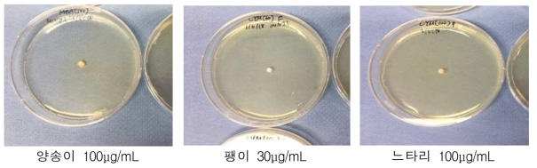 버섯 종류별 선발된 hygromycin 적정 농도