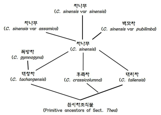 [보고서]온난화대응 차 유전자원 수집 및 특성평가