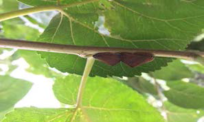 Ricania shantungensis