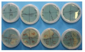 Bacto plates showing “print” of decontaminated (above) and non decontaminated embryos (below)