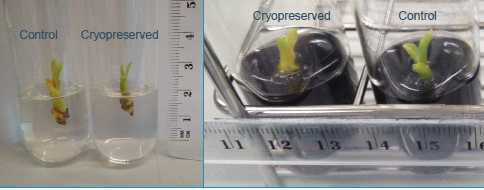 Regeneration of coconut merstems 3 months after thawing; including a control on regeneration medium without(white) or with(black) active characoal