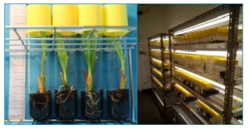 Rooted in vitro plants from the cultivars Malayan Yellow Dwarf in the growth chamber