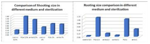 치상 6주 후 배지별 Shooting 및 Rooting size 비교 (조사일:10월 27일)