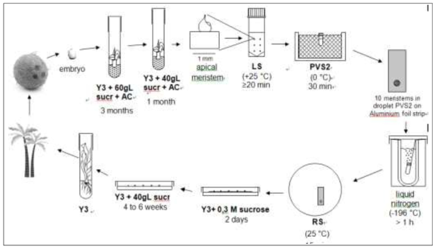 코코넛배 유래 기내 배양체의 생장점 배양과 초저온 동결보존 프로토콜 개발 모식도