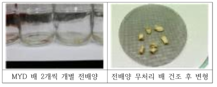 전배양과정에서 세균이 번지는 것을 방지하기 위하여 용기당 1~2개씩 개별적으로 전배양(좌), 전배양하지 배는 건조 후 쪼그라들면서 형태 변형(우)