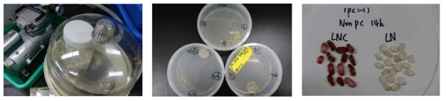 Sample preparation and preculture-desiccation procedure. Left, surface sterilization in association with oil-type vacuum pump; Middle, bacterial growth in BH medium for 2-3 days; Right, tetrazolium reduction test for the post-cryopreservation viability test of contaminated embryos