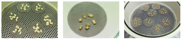 MYD embryos in preculture-desiccation procedure. Left, Non-precultured embryos were loaded in desiccator filled with activated silica gel; Middle, non-precultured embryos were shrunk and flatted after silica gel desiccation for 15.5 h; Right, precultured embryos remained morphological integrity after 15.5 h silica gel desiccation