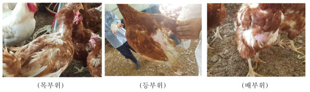 산란계 부위별 깃털 손상