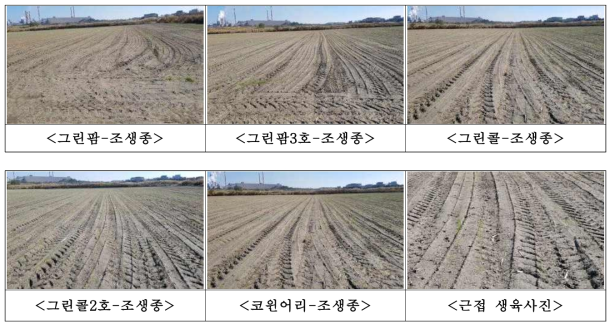 간척지 이용 종자생산포장 IRG 생육특성(파종후 15일, 10월30일)