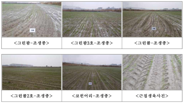 간척지 이용 종자생산포장 IRG 생육특성(파종후 20일, 11월5일)