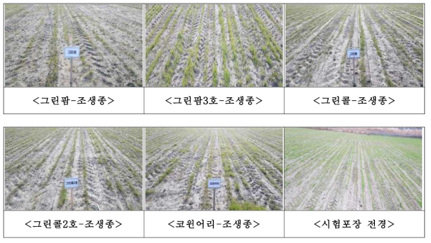 간척지 이용 종자생산포장 IRG 생육특성(파종후 60일, 12월15일)