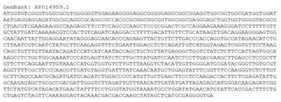 ITPK3 유전자의 mRNA 서열