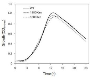 LB 액체배지에서 JBCS1880WT과 돌연변이균 1880Kan 및 1880Tet의 생육패턴 비교