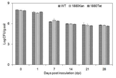 토양에서 JBCS1880WT과 돌연변이균 1880Kan 및 1880Tet의 생존율 변화 (28℃)