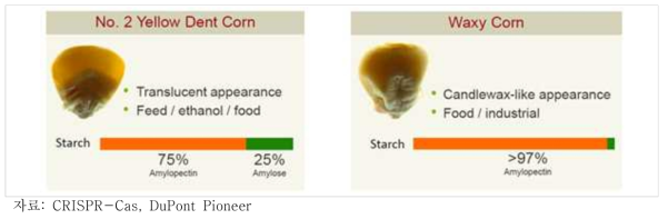 Waxy Corn의 성분 비교