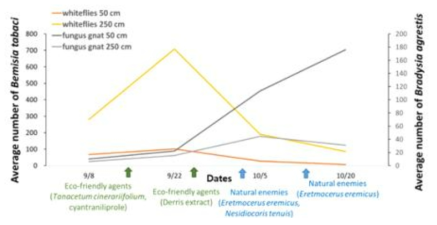 스마트팜 내 천적 및 친환경제제의 투입에 따른 2017년 9∼10월에 50, 250cm 끈끈이트랩에서 포획된 담배가루이 및 작은뿌리파리의 발생량 변화