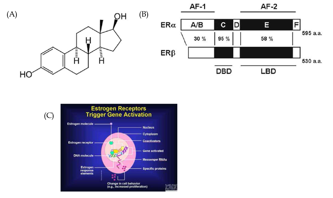 (A) 여성호르몬 17β-estradiol, (B) 에스트로겐 수용체 sutype α와 β, (C) 에스트로겐과 에스트로겐 수용체 상호작용으로 인한 작용기전