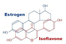 대표적 phytoestrogen인 이소플라본