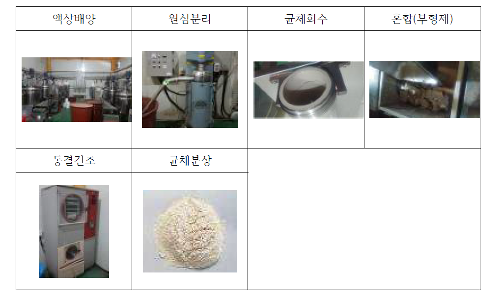 S.cerevisiae Y204 동결 건조 과정