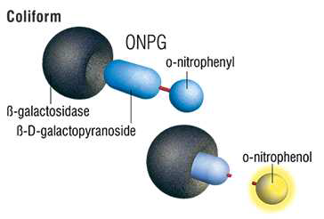 ONPG를 기질로한 β-Glactosidase assay