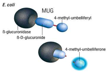 MUG를 기질로한 β-Gluconidase assay