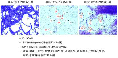 기술이전 미생물 BT(B. thuringiensis HARI042) 균주의 형태학적 동정