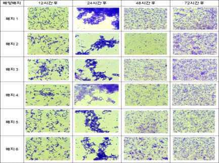기술이전 특허미생물 산업용 배양배지 배양시간별 내독소 단백질 생산 비교