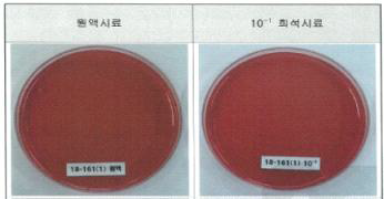 시제품(비티더블유) 내 황색포도상구균 검사시험