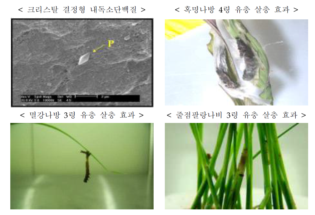 대상기술의 개요