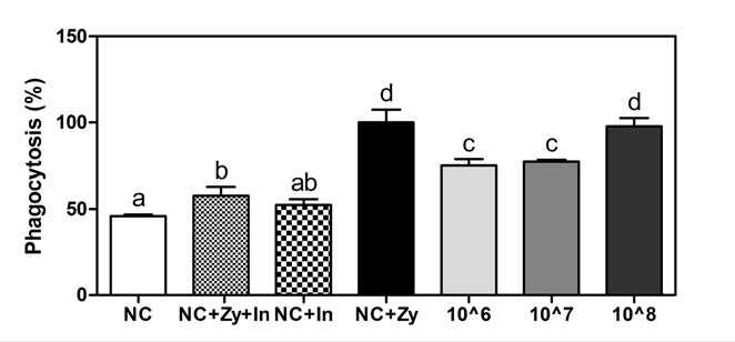 Effects of Bifidobacterium longum KACC 91563 on phagocytic activity from peritoneal macrophage in Balb/c mice