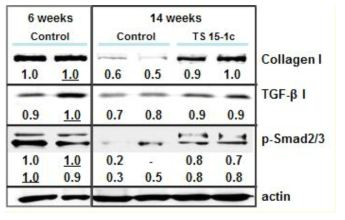 Ts 15-1c 처리에 의한 마우스 근육내 collagen 및 관련 단백질 발현 양 비교