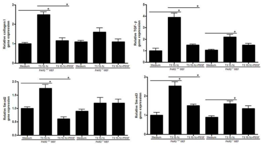 PAR2 결핍 마우스에서의 Ts 15-1c의 type I collagen 유전자 발현 양상